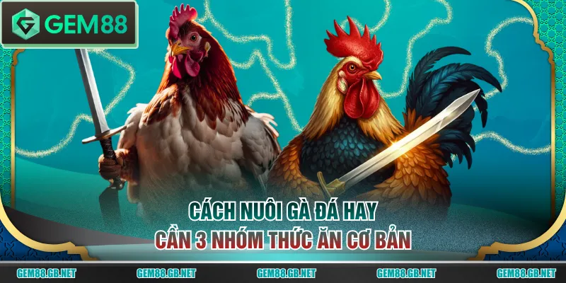 Cách nuôi gà đá hay cần 3 nhóm thức ăn cơ bản