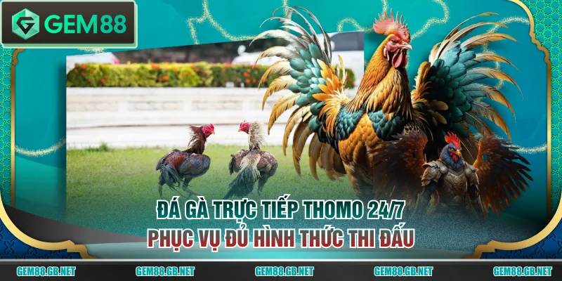 Đá gà trực tiếp Thomo 24/7 phục vụ đủ hình thức thi đấu
