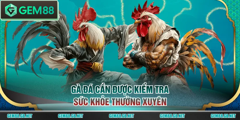 Gà đá cần được kiểm tra sức khỏe thường xuyên